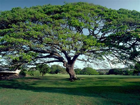 native hawaiian canopy trees - Legendary History Picture Archive