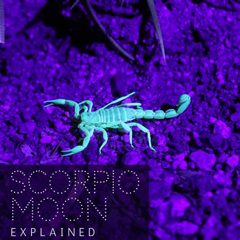 Moon in Scorpio Explained - Exemplore