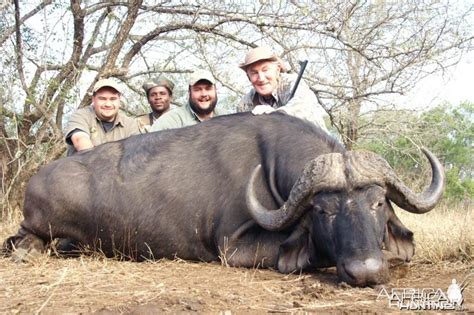 Cape Buffalo Hunting | AfricaHunting.com