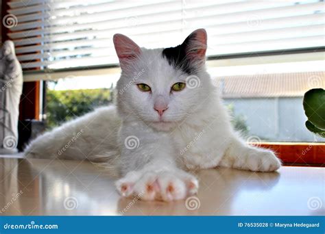 Cat Breed Turkish Van or Turkish Angora Stock Photo - Image of animal ...