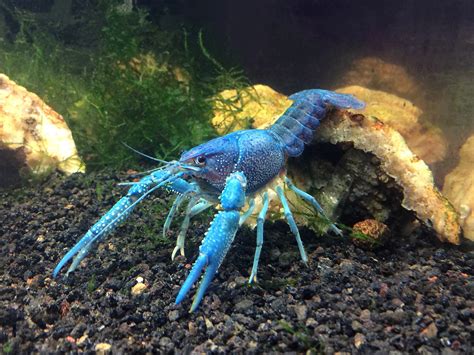 Aquatic Arts 1 B-Grade Electric Blue Crayfish | Live Freshwater Aquarium Lobster/Crawfish ...