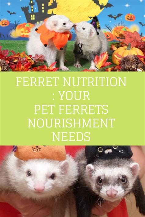 Ferret Nutrition: Your Pet Ferrets Nourishment Needs. CLICK READ MORE | Ferret diet, Ferret, Pet ...