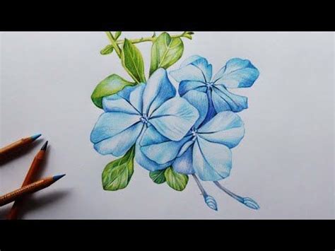 Plumbago Flowers Drawing in Color Pencils | Flower Drawing | How to Draw Flowers | Flower ...