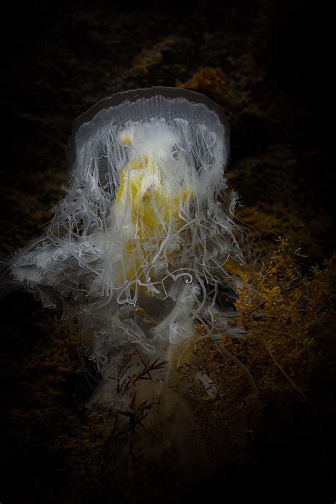 Photographing the Ethereal Egg-Yolk Jellyfish