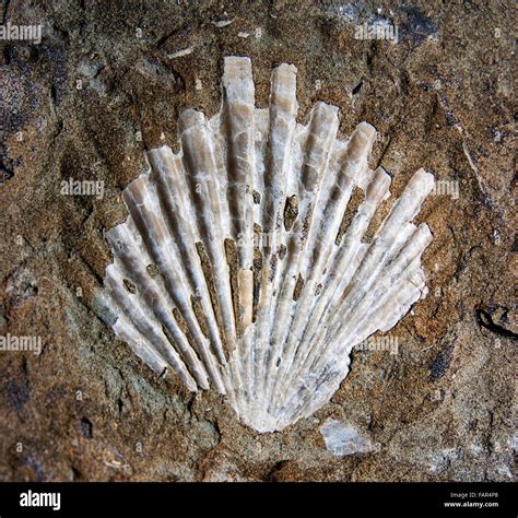 Clam shell fossil imprint Stock Photo - Alamy