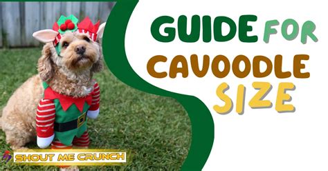 Cavoodle Size Guide - Teacup, Toy, Miniature & Standard [2024]