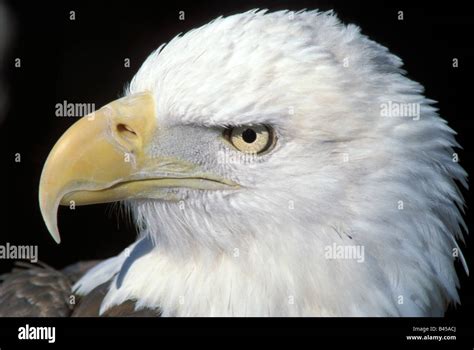 Bald Eagle Portrait Stock Photo - Alamy