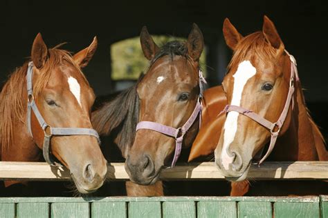 Horse barn Cupolas | Buy an Amish Built Cupola to Enhance Your Horse barn