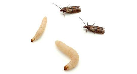 Pantry Moths | Newcastle Pest Control