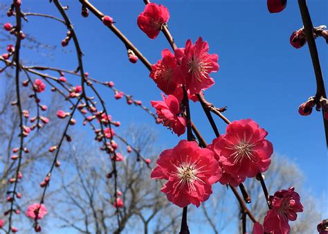 Beautiful Ornamental Weeping Peach Tree • Sugar-Sunshine-and-Flowers