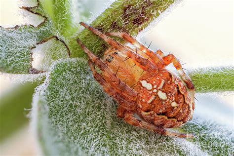 Orange Orb Weaver Spider Photograph by Ozgur Kerem Bulur/science Photo ...