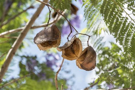 Jacaranda Tree Pods, Seeds Stock Photo - Image: 55469752