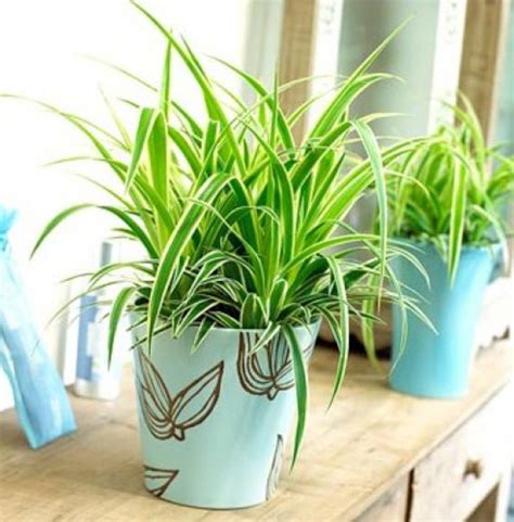 10 Easy Houseplants for Beginners - HubPages