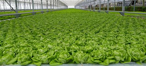 Lettuce Yield Per Square Meter - Taka Vegetable