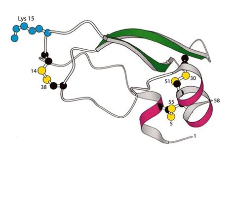 3D STRUCTURE OF BOVINE PANCREATIC TRYPSIN INHIBITOR (BPTI) | Download Scientific Diagram