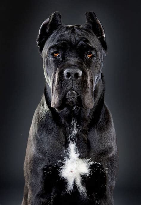 165+ of the Toughest Dog Names | Labrottie.com | Corso dog, Cane corso dog breed, Cane corso dog