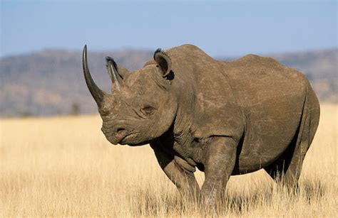 Black Rhinoceros | The Biggest Animals Kingdom