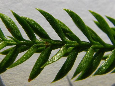 Lycopodiopsida (Club Mosses) — The Biology Primer