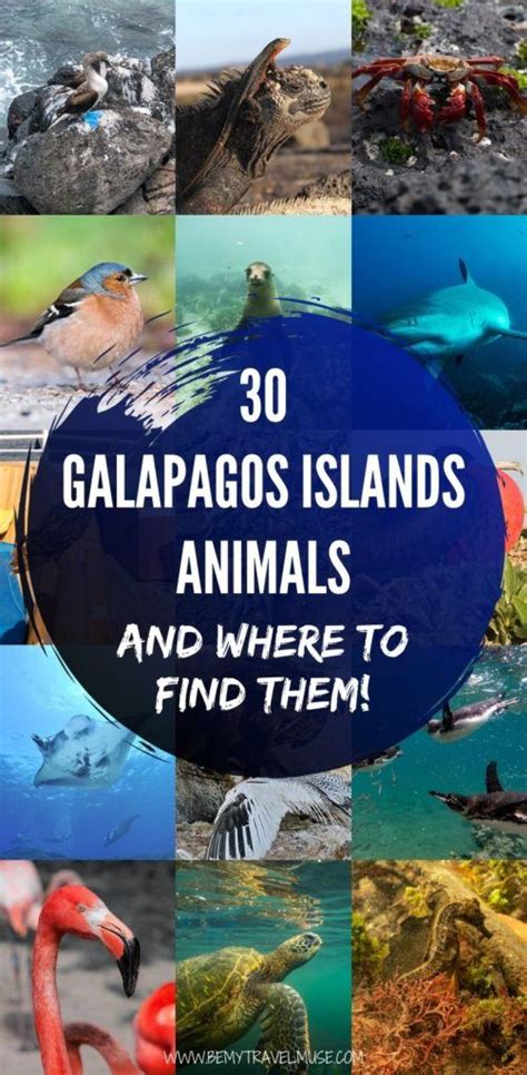 30 Galapagos Islands Animals and Where to Find Them