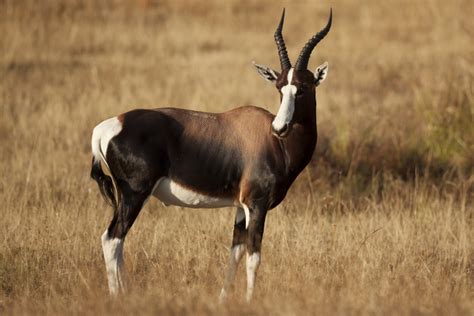 10 Endangered Species of South Africa | AFKTravel