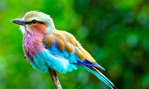 The Most Colorful Birds in the World | Small Online Class for Ages 8-13