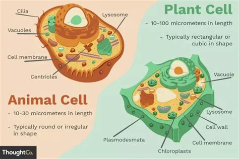 Do Plants have DNA? Interesting Biological Facts - Garden Bagan