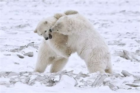 What Does a Polar Bear Sound Like? - Polar Bear Sounds • Polar Bear Facts