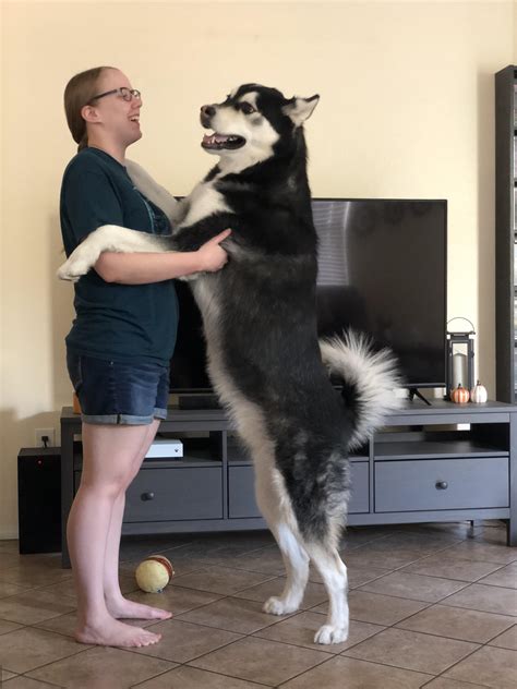 My brothers GIANT Alaskan malamute! His name is Sokka and he proudly stands at 5’4! : r/rarepuppers