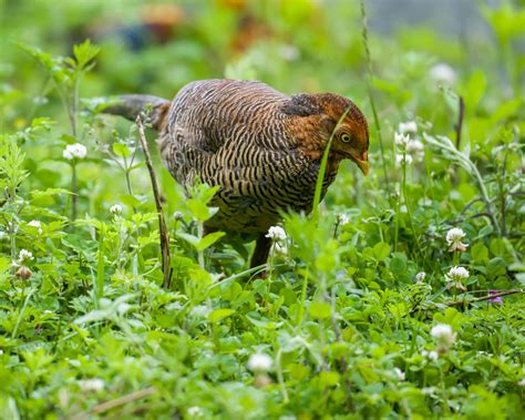 The Golden Pheasant - 10,000 Birds