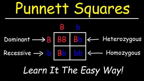 Punnett Square Practice Quiz & Answers to Learn » Quizzma
