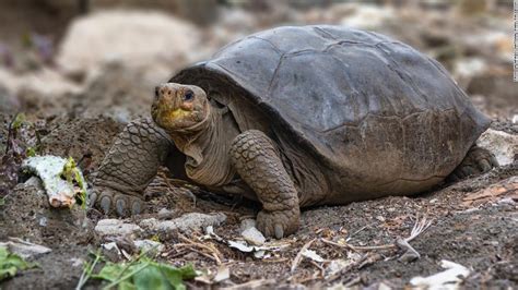 Giant tortoise alive 100 years after 'extinction' - Patabook Travel