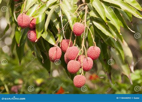 Red Organic Lichi Fruit on Tree Stock Photo - Image of fruit, lich: 118444092