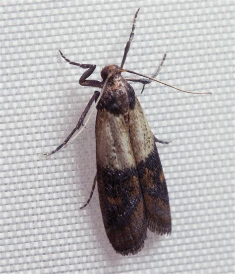 Rearing moths to observe life cycles — Science Learning Hub