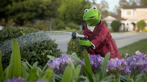 Free download | HD wallpaper: Kermit the Frog, flowers, Sesame Street ...