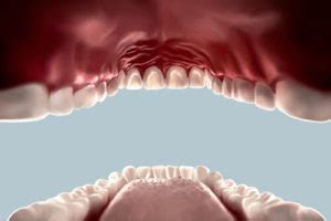 A Comparison Between Human and Carnivore Teeth | Ask Fido