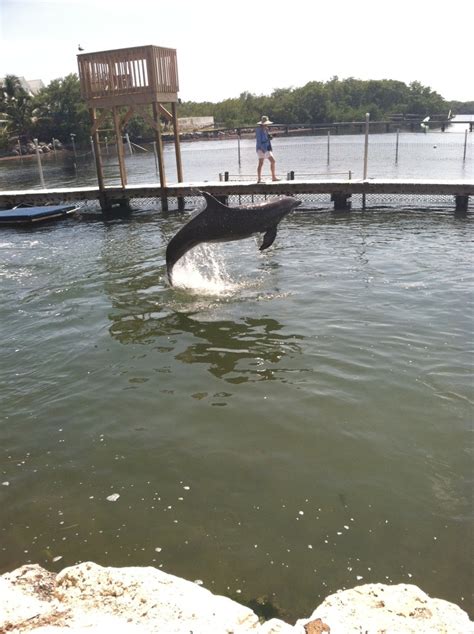 Dolphin Research Center at Marathon FL | Trip, Florida keys, Vacation