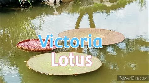 Victoria Lotus - YouTube