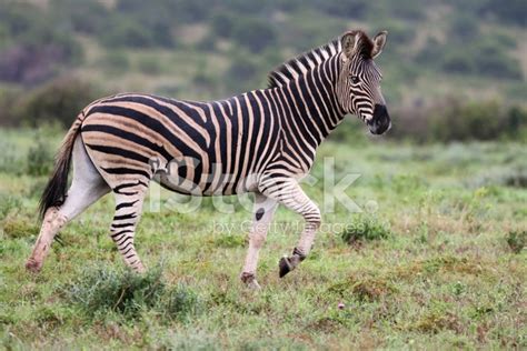 Plains Zebra Running Stock Photos - FreeImages.com