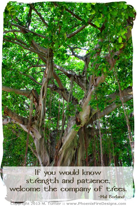 Banyan Tree Photo Downtown St. Petersburg Inspirational Tree Quote ...