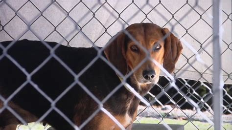 Carteret County Humane Society overcrowded, urging adoption to save animals