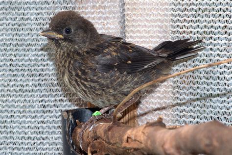 Spotted Towhee Survives Nest Disturbance - Wildlife Rescue Association of BC