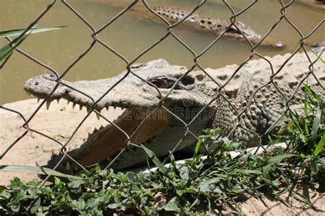 Vietnamese Zoo Animals Aviaries Travel Summer Vacation Stock Image - Image of exhibit, carnivore ...