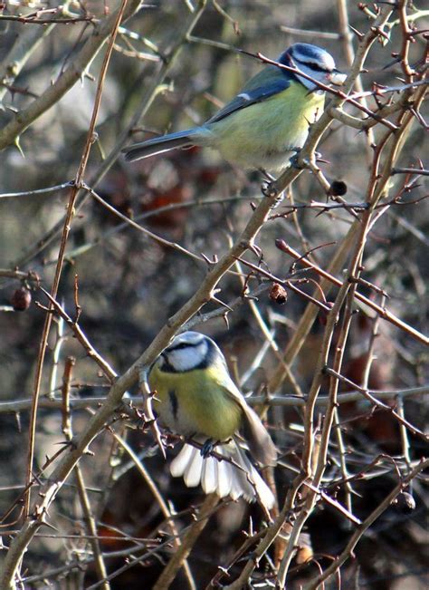 pretty little birds | Little birds, Creatures, Pretty little