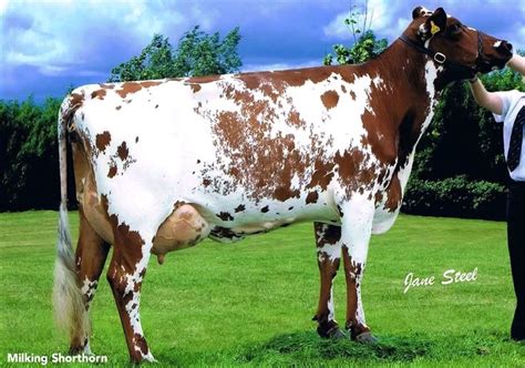 Milking Shorthorn Cow in Lush Green Field