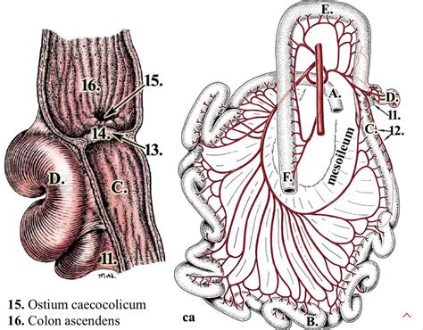 small intestine - ileum Diagram | Quizlet