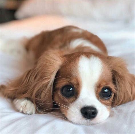 so cute #aww #cute #animals #cats #dogs | Cute baby dogs, Baby animals ...