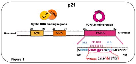 Genes | Free Full-Text | CDK-Independent and PCNA-Dependent Functions ...