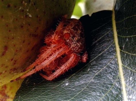 Free picture: large, fruit, spider