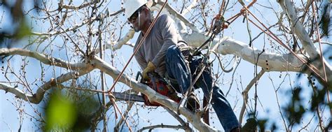 Power Lines & Trees | Safety | Home - SCE