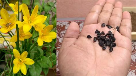 Can You Grow Rain Lilies From Seed? Top Answer Update - Musicbykatie.com